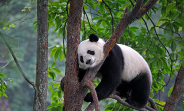 panda